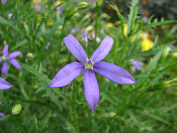 Isotoma axillaris Indigo Star