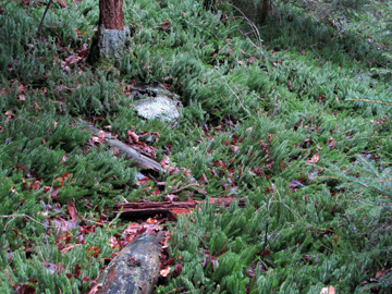Lycopodium annotinum