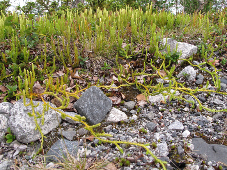 Lycopodium annotinum alpestre