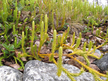 Lycopodium annotinum alpestre