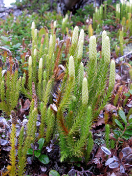 Lycopodium annotinum alpestre