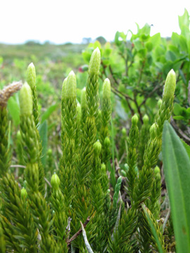 Lycopodium annotinum alpestre