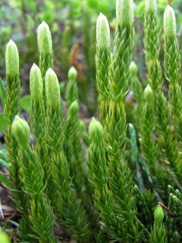 Lycopodium annotinum alpestre