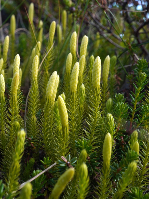 Lycopodium annotinum alpestre