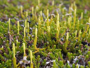 Lycopodium clavatum monostachyon