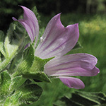 Malva multiflora - Vielblütige Malve