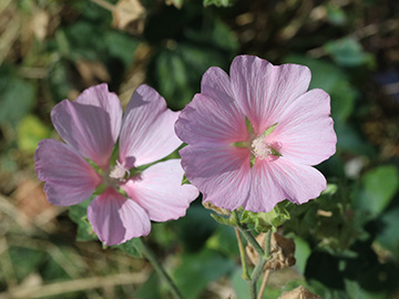 Malva thuringiaca