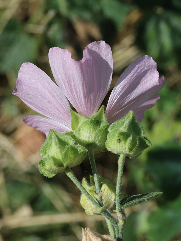 Malva thuringiaca