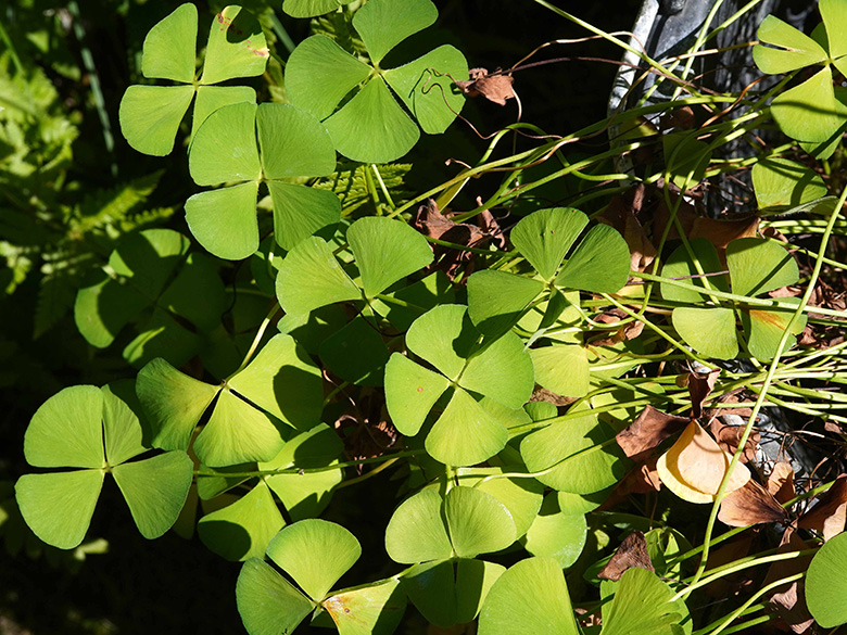 Marsilea hirsuta