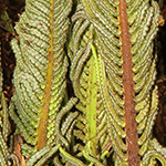 Matteuccia struthiopteris - Straußenfarn