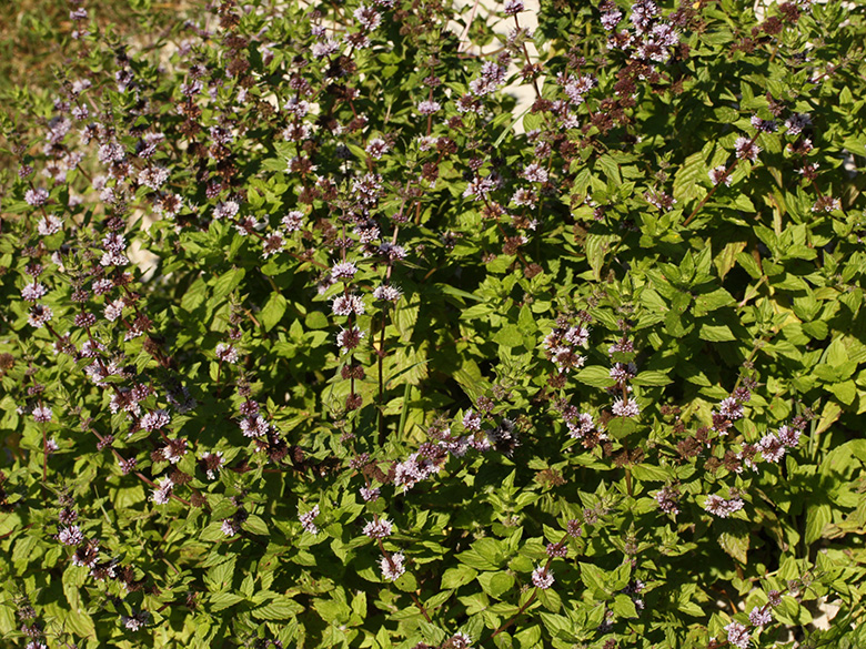 Mentha gracilis