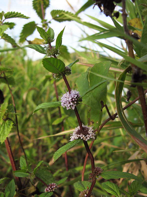 Mentha gracilis