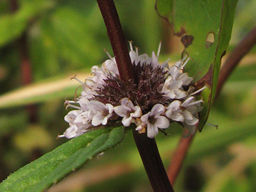 Mentha gracilis