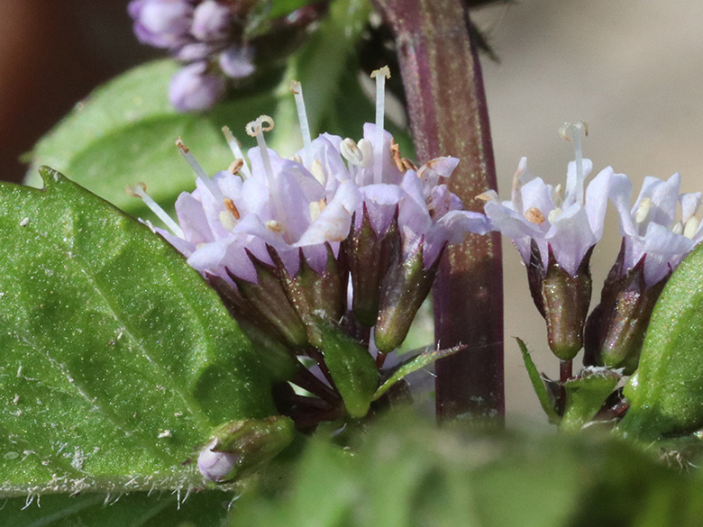 Mentha gracilis