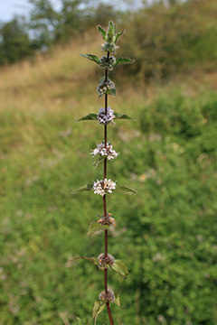 Mentha gracilis