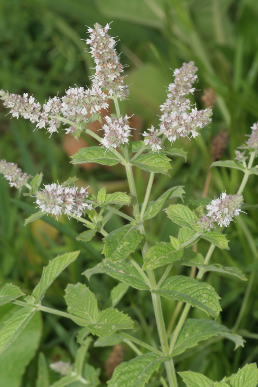 Mentha longifolia