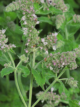 Mentha longifolia