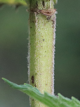 Mentha longifolia