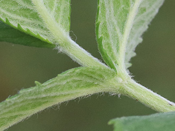 Mentha longifolia