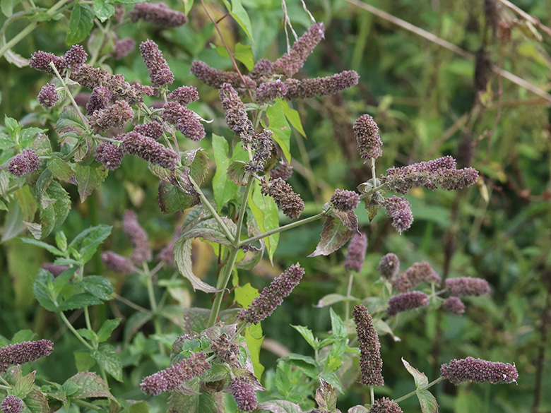Mentha longifolia