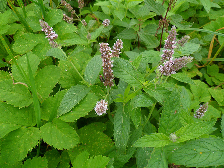 Mentha longifolia