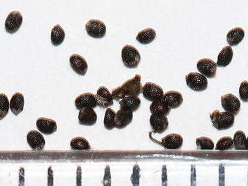 Mentha longifolia