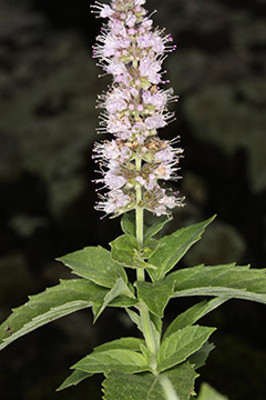 Mentha longifolia