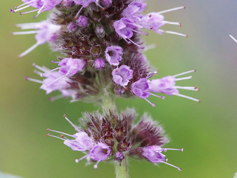Mentha longifolia