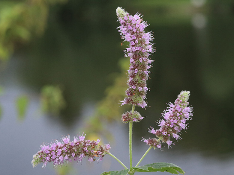 Mentha longifolia