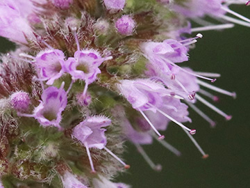 Mentha longifolia