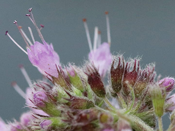 Mentha longifolia