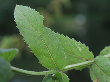Mentha longifolia