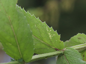 Mentha longifolia