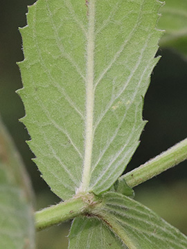 Mentha longifolia