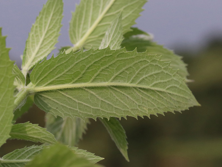 Mentha longifolia