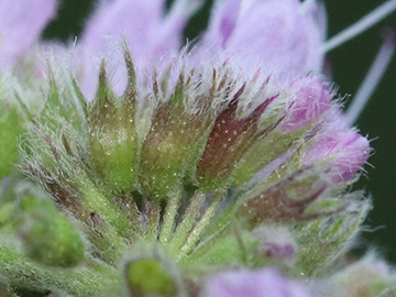 Mentha longifolia