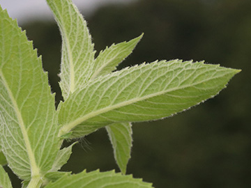 Mentha longifolia