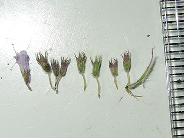 Mentha longifolia