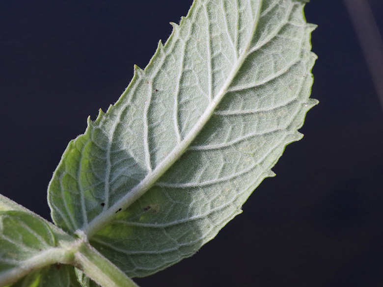Mentha longifolia