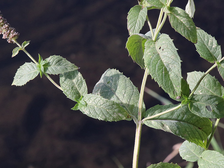 Mentha longifolia