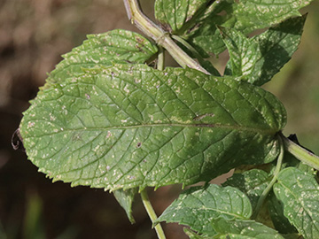 Mentha longifolia