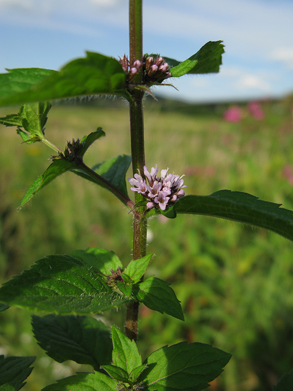 Mentha smithiana