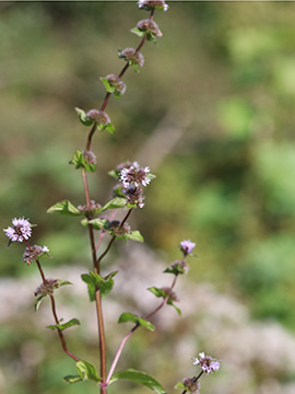 Mentha smithiana