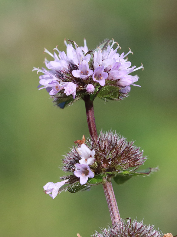 Mentha smithiana
