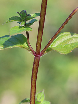 Mentha smithiana
