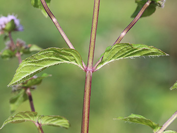 Mentha smithiana