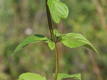 Mentha smithiana