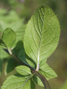 Mentha smithiana