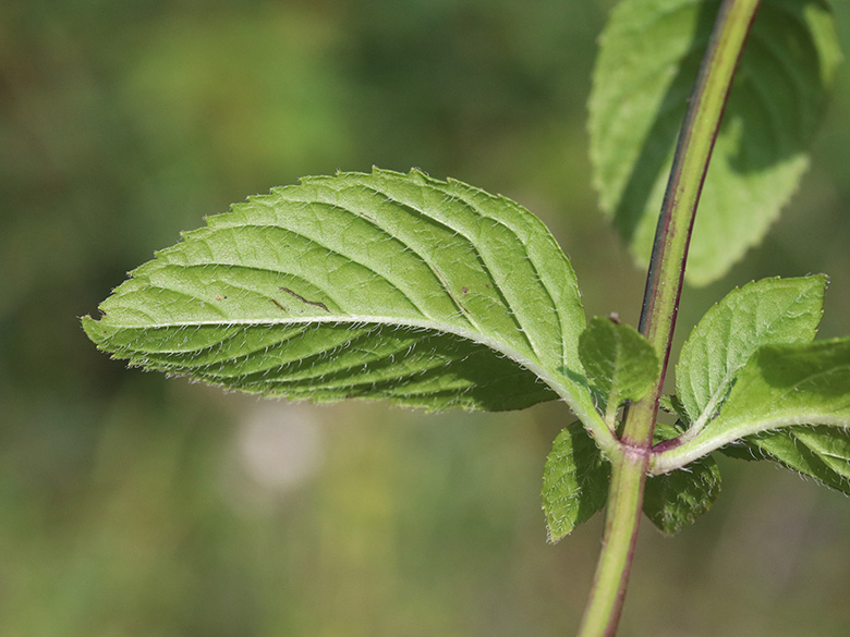 Mentha smithiana