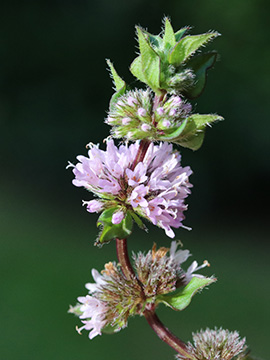 Mentha smithiana
